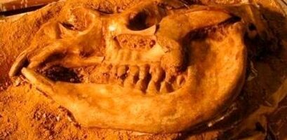 fossildisplay